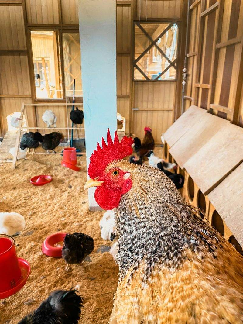 日本雄鶏商事株式会社 1